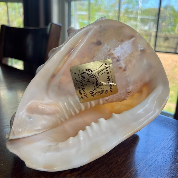 Cassis Cornuta Queen Horned Helmet Shell - Picture 13 of 16